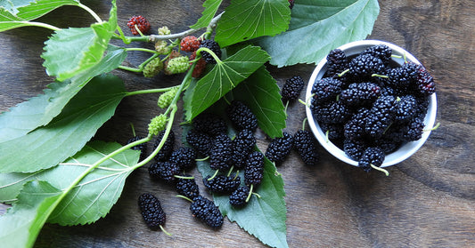 Mulberry Leaf Extract – How it works to manage the risk of Diabetes