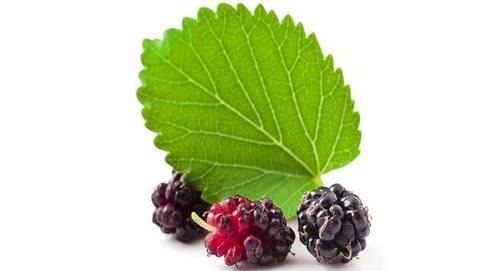 What is Mulberry Leaf Extract?